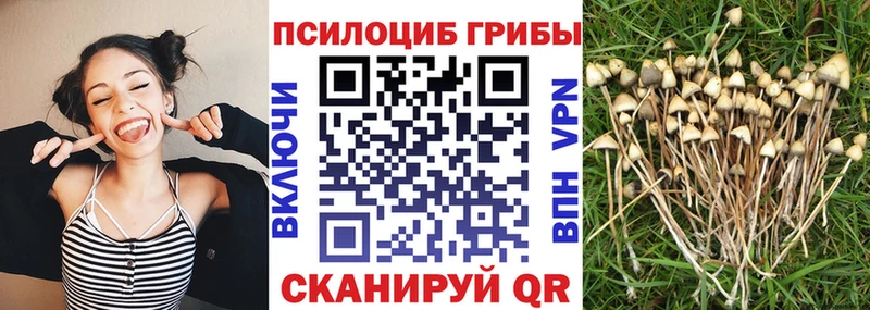 Псилоцибиновые грибы Psilocybe  Сланцы 